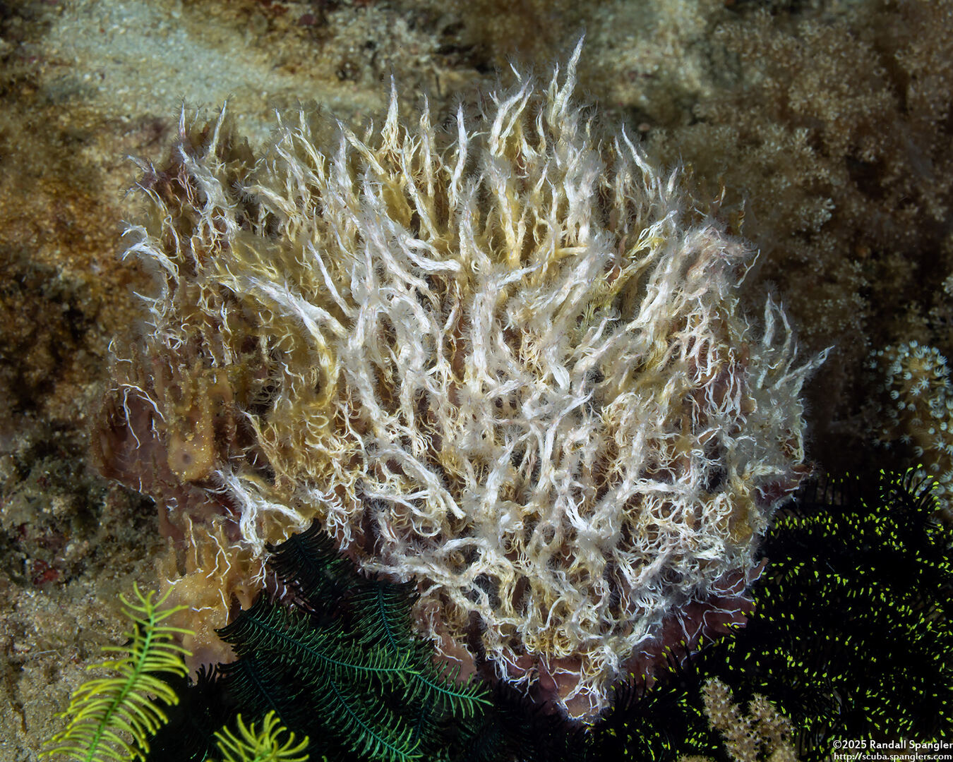 Salmacina sp.1 (Sea Frost Worm)