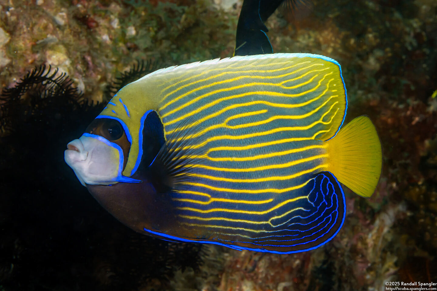 Pomacanthus imperator (Emperor Angelfish)