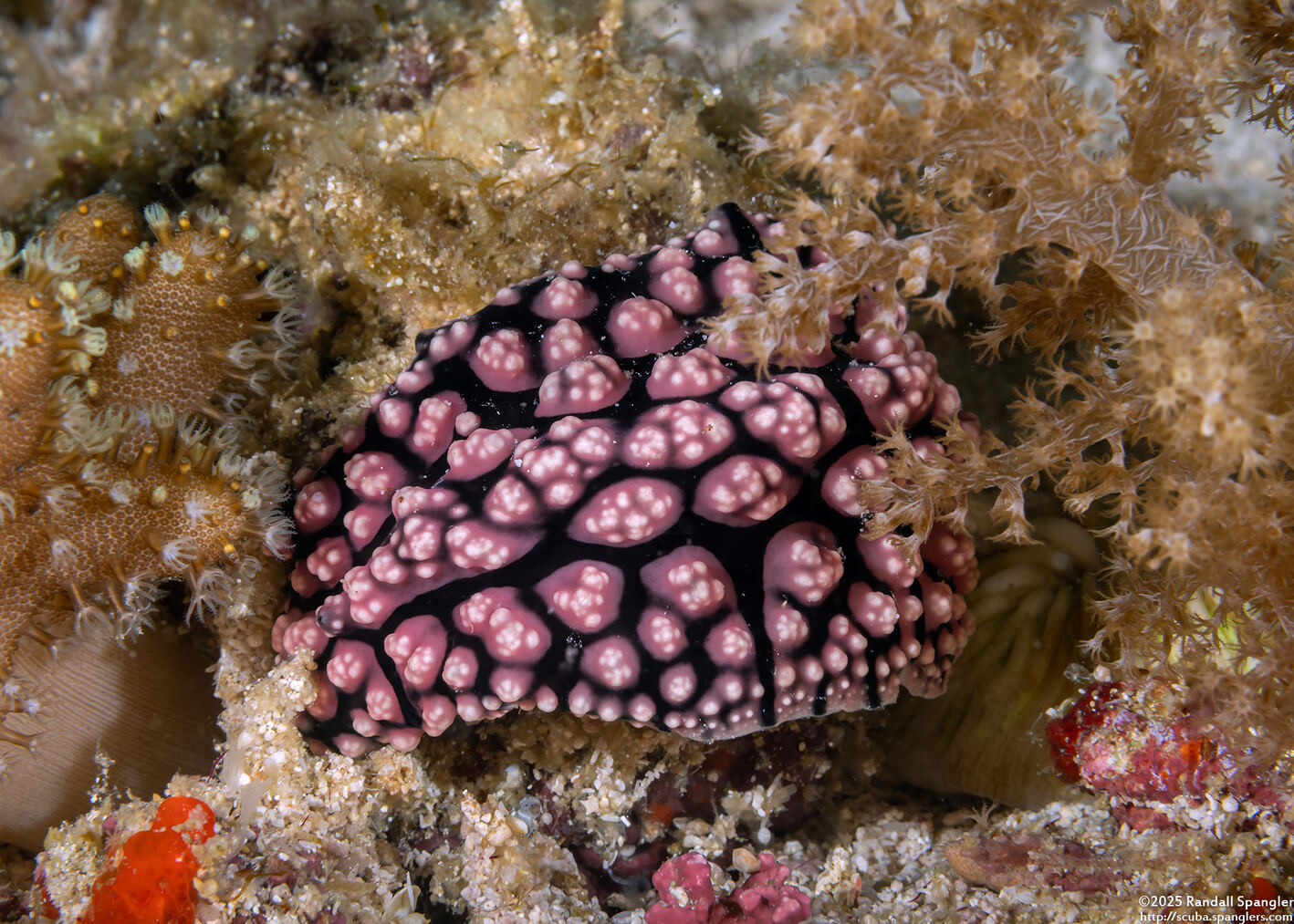 Phyllidiopsis fissurata (Phyllidiopsis Fissurata)