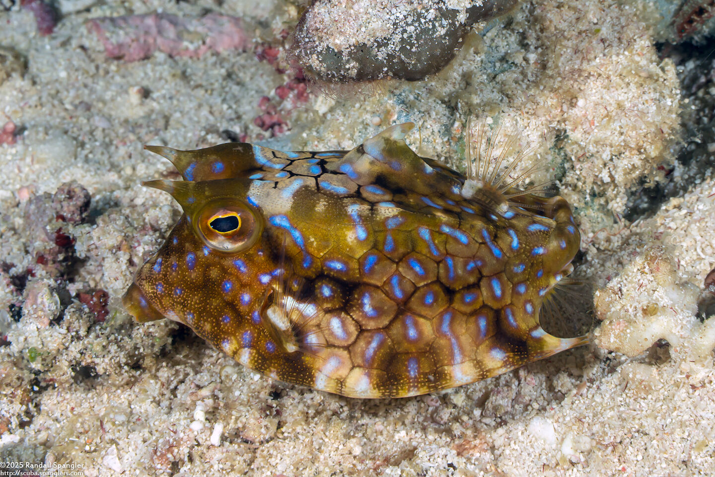 Lactoria fornasini (Thornback Cowfish)