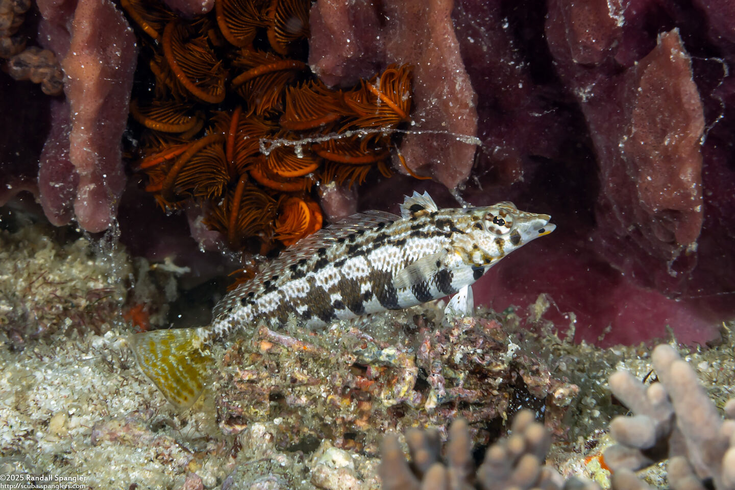 Parapercis cylindrica (Sharpnose Sandperch)