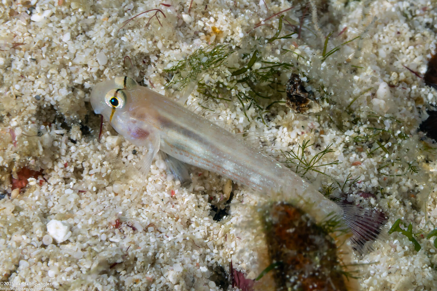 Gnatholepis anjerensis (Eyebar Goby)