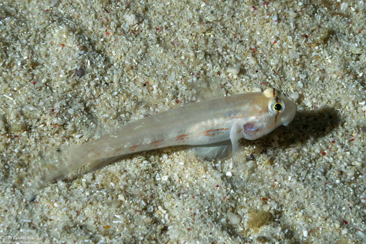 Gnatholepis anjerensis (Eyebar Goby)