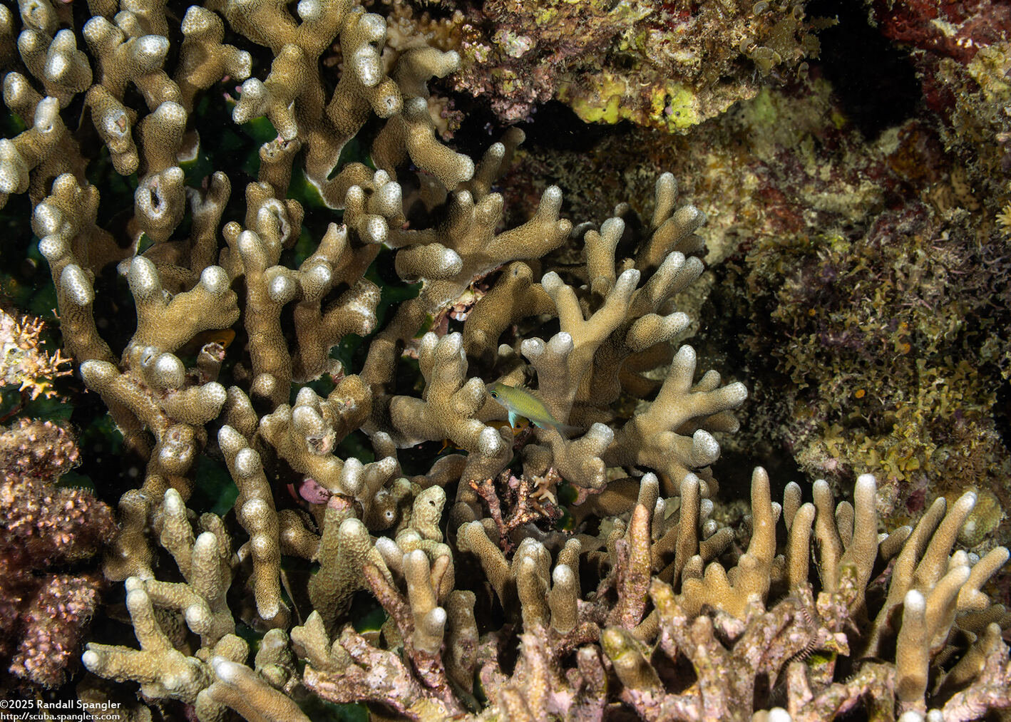 Porites cylindrica (Yellow Finger Coral)