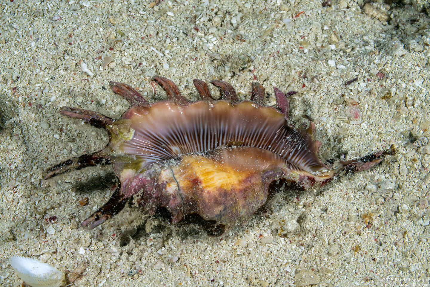 Lambis scorpius (Scorpion Spider Conch)