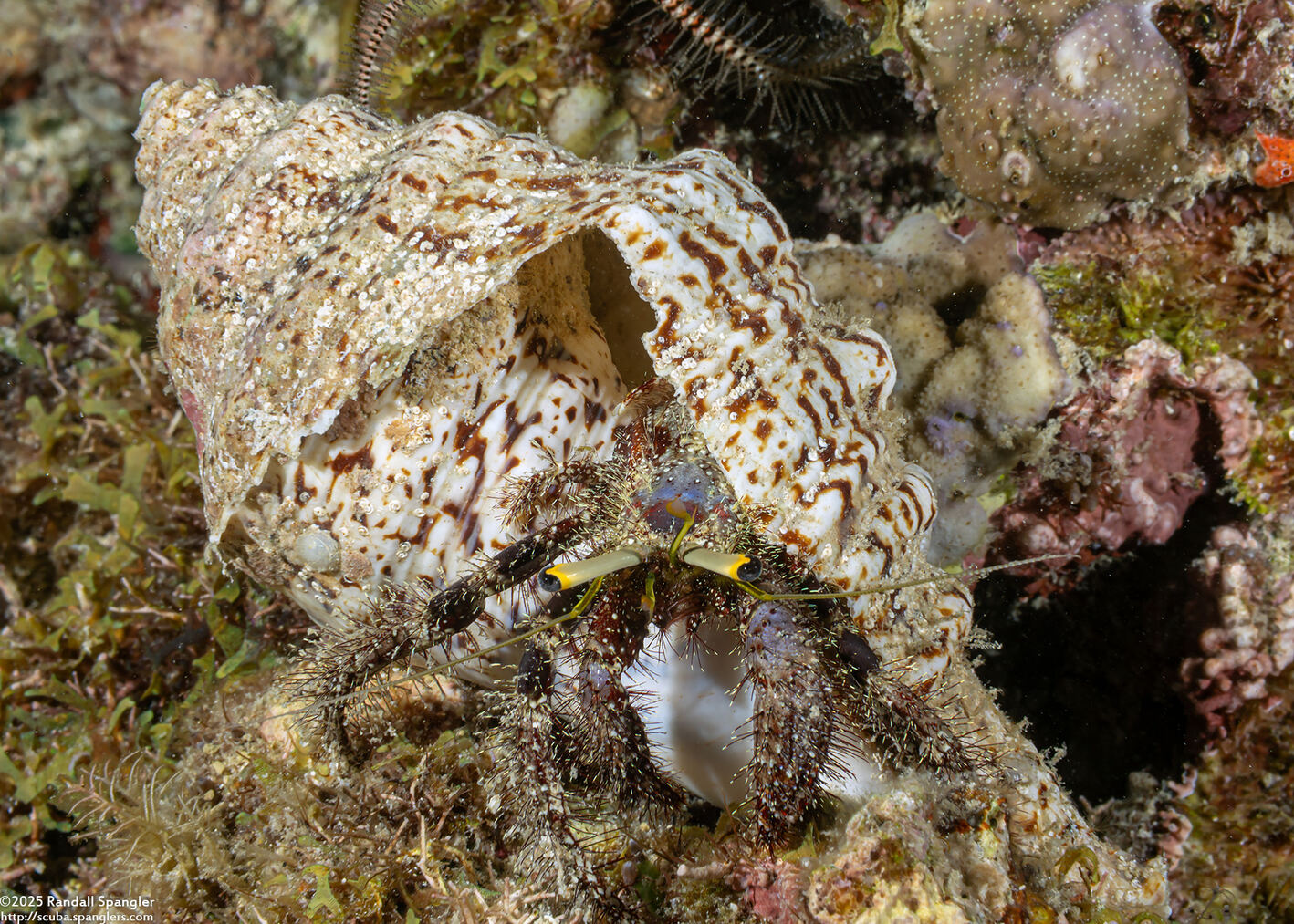Dardanus lagopodes (Dark Knee Hermit Crab)