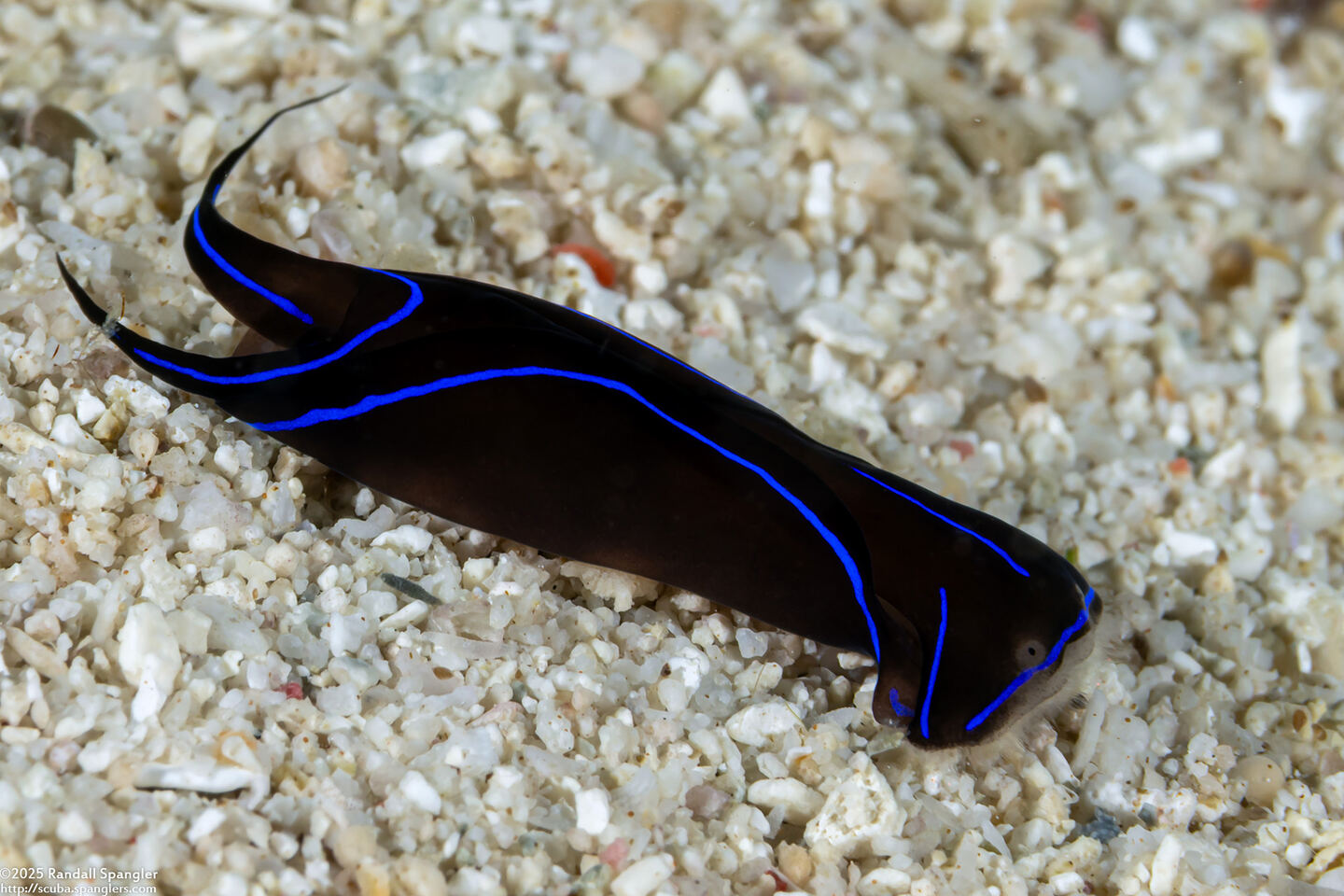 Chelidonura varians (Blue Edge Headshield Slug)
