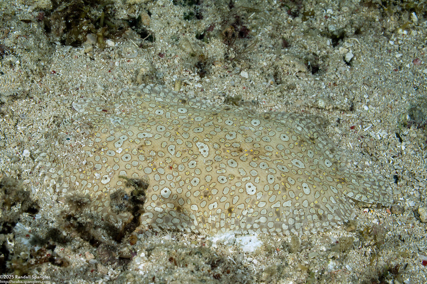 Pardachirus pavoninus (Peacock Sole)