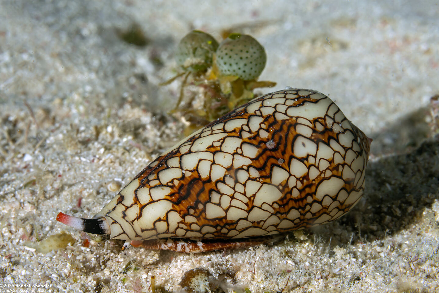 Conus textile (Textile Cone)