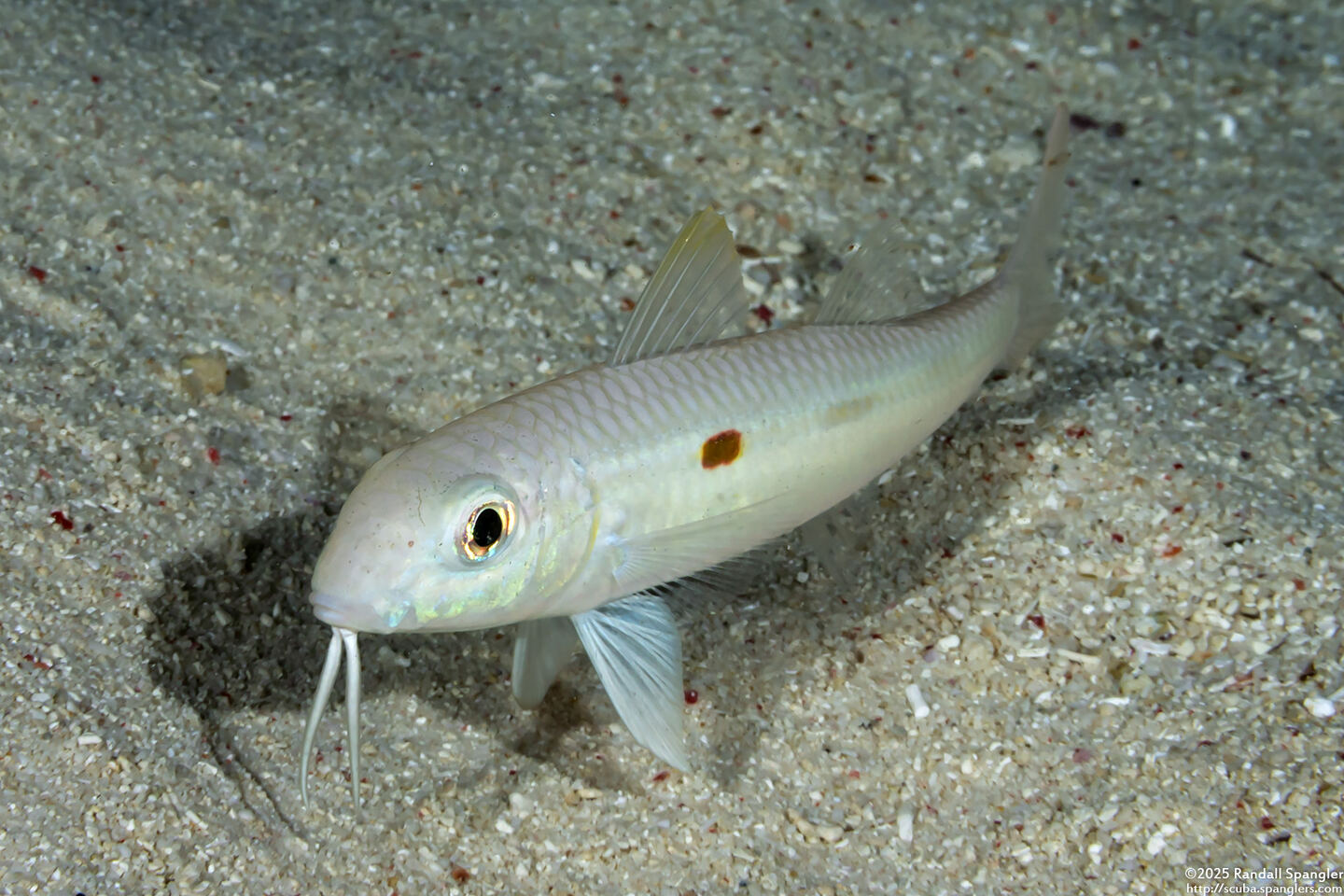 Mulloidichthys flavolineatus (Yellowstripe Goatfish)