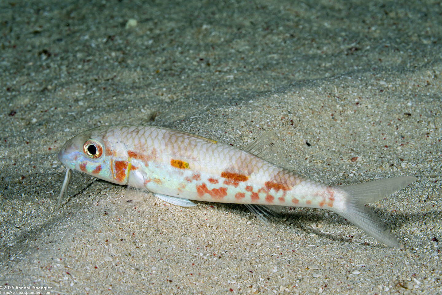 Mulloidichthys flavolineatus (Yellowstripe Goatfish)