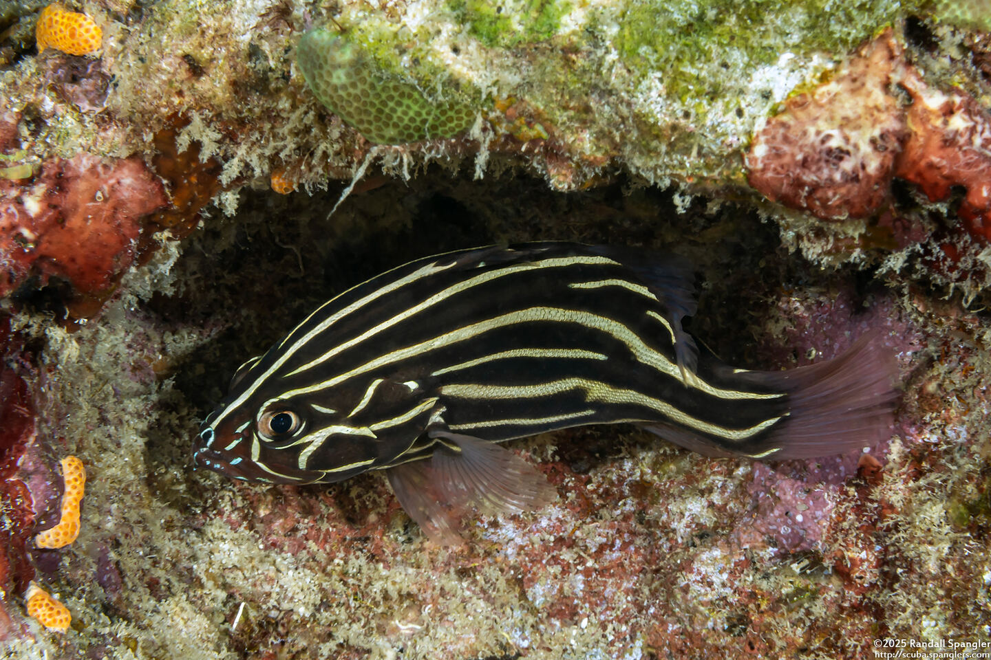 Grammistes sexlineatus (Six-Lined Soapfish)