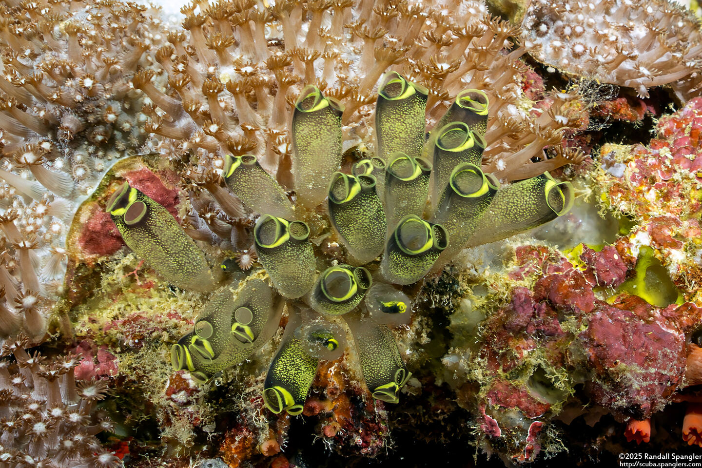 Clavelina robusta (Robust Clavelina)