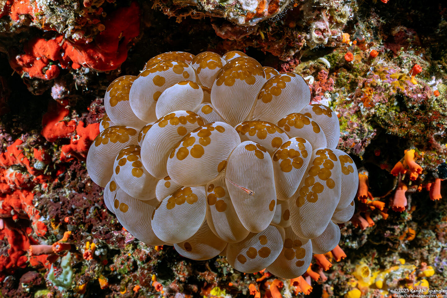Plerogyra sinuosa (Pearl Bubble Coral)
