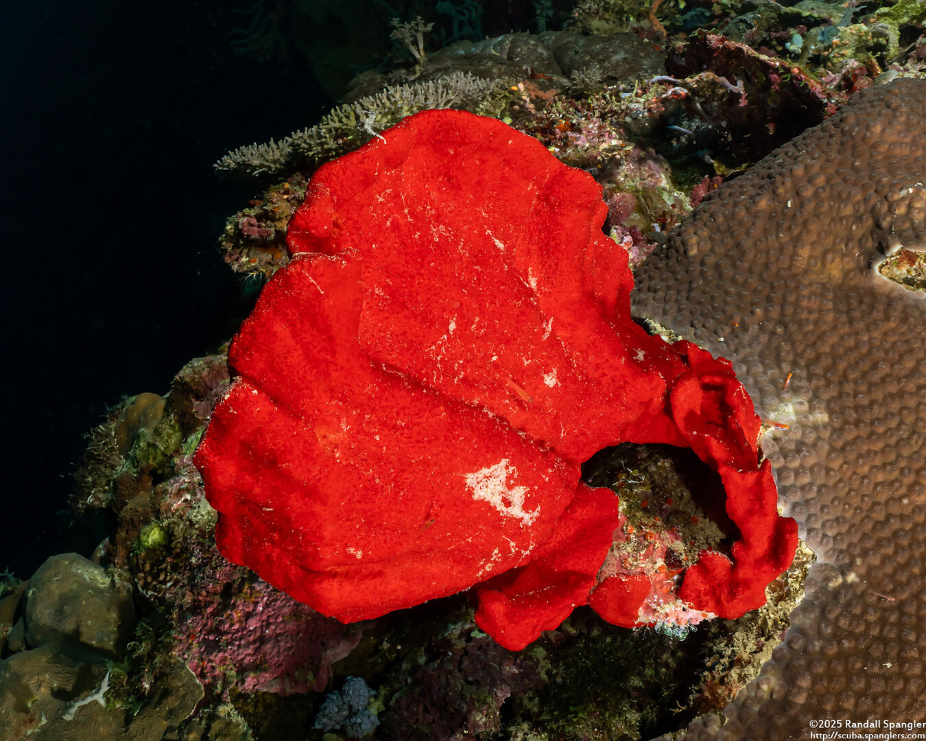 Echinodictyum sp.1 (Echinodictyum sp.1)