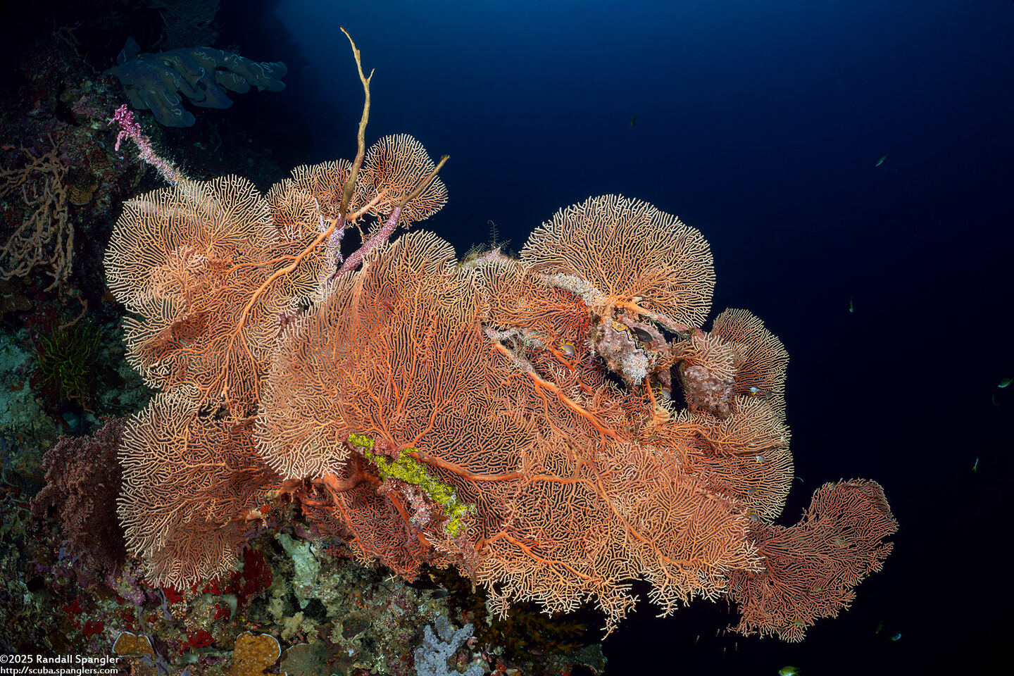 Annella mollis (Giant Sea Fan)