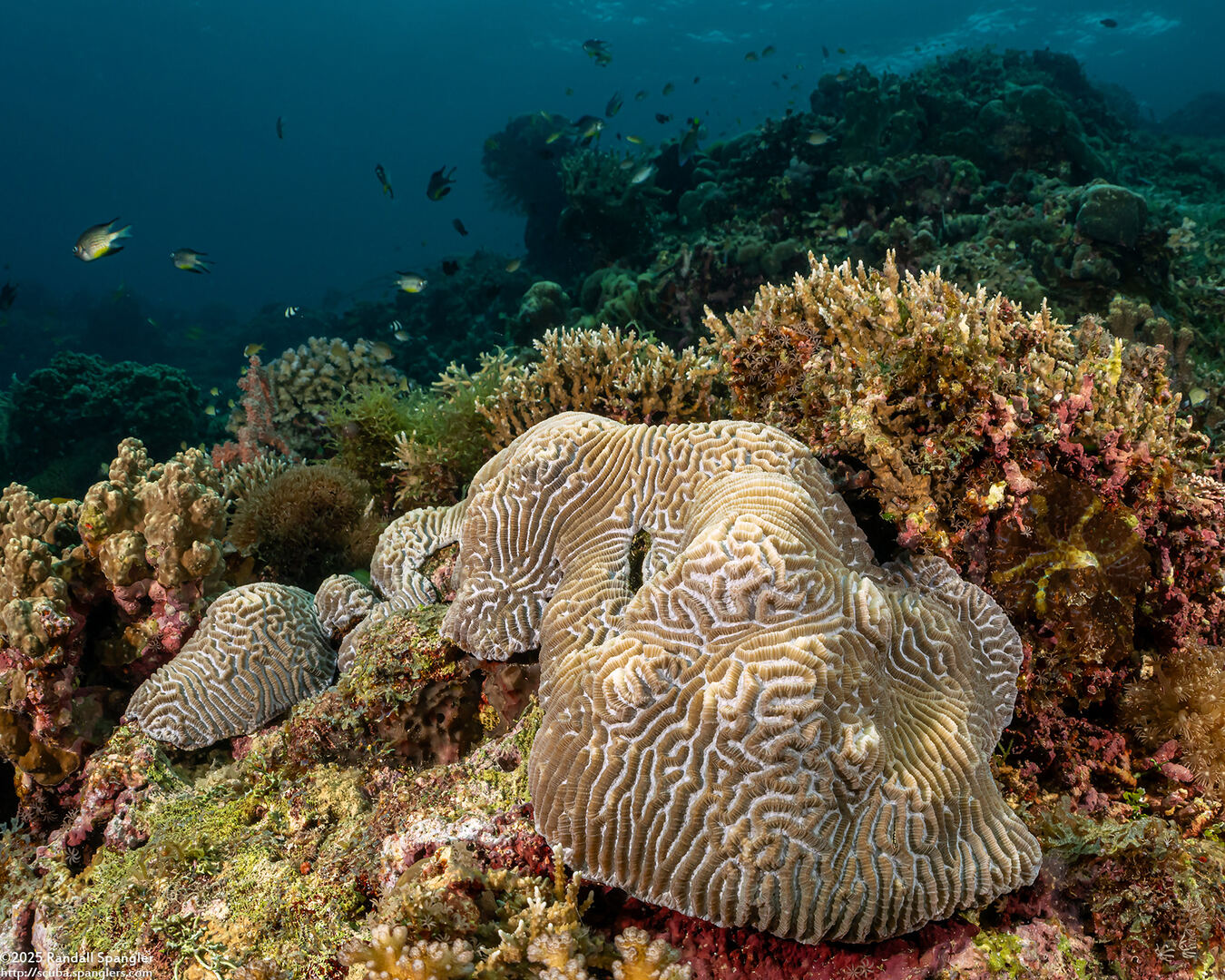 Platygyra lamellina (Hard Brain Coral)