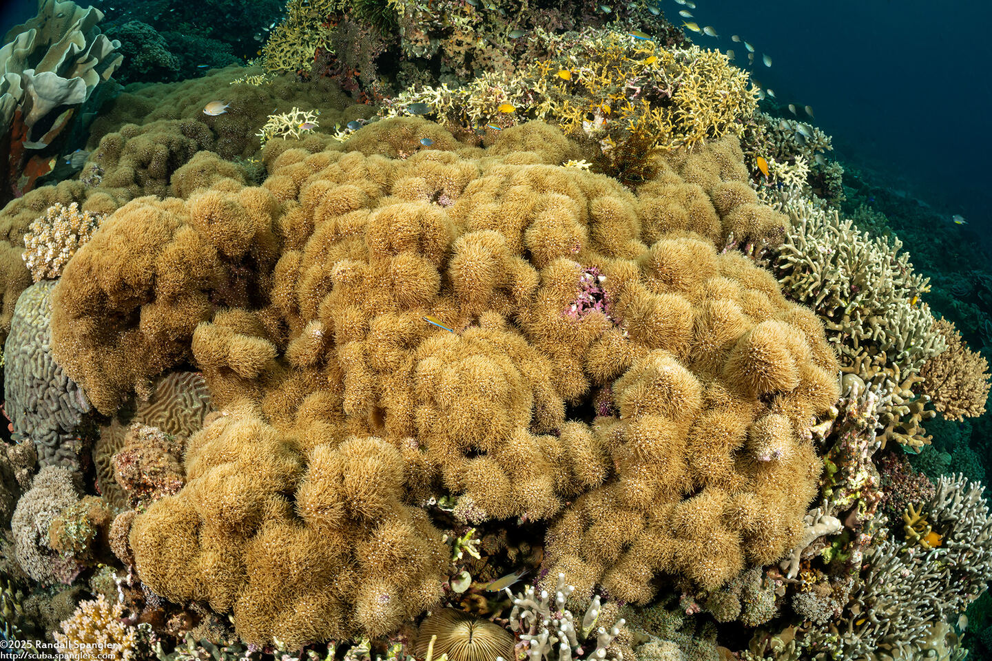 Tubipora musica (Organ Pipe Coral)