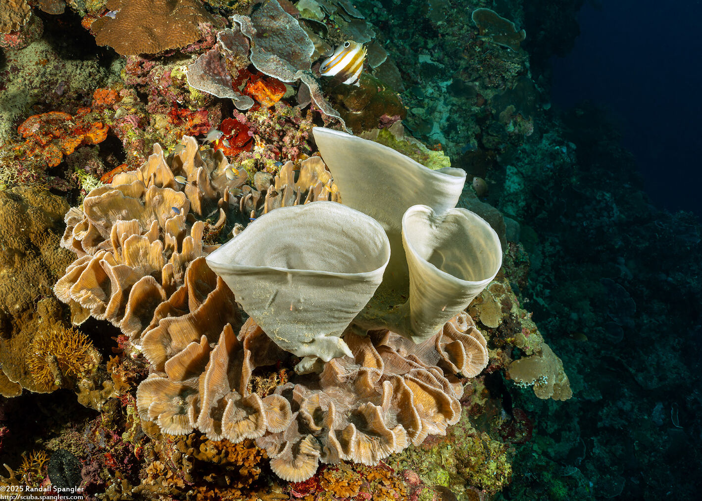 Haliclona fascigera (Haliclona Fascigera)