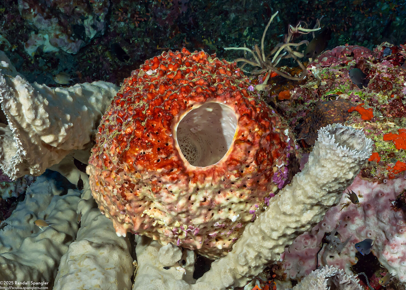 Melophlus sarasinorum (Melophlus Sarasinorum)