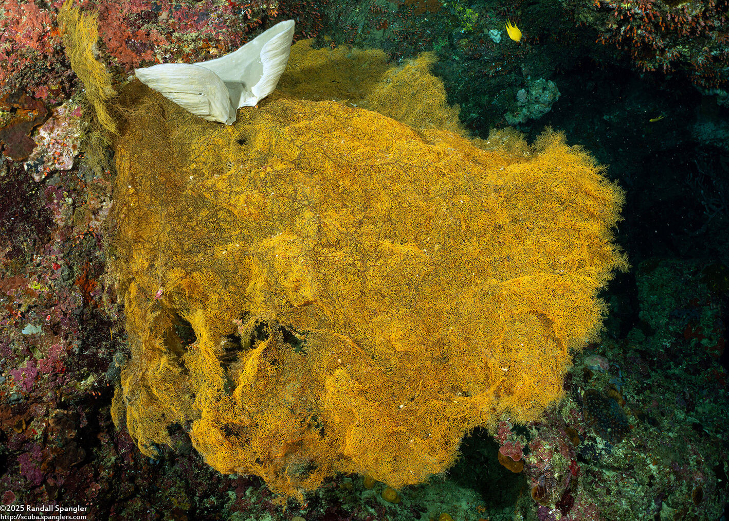 Antipathes sp.3 (Antipathes sp.3)