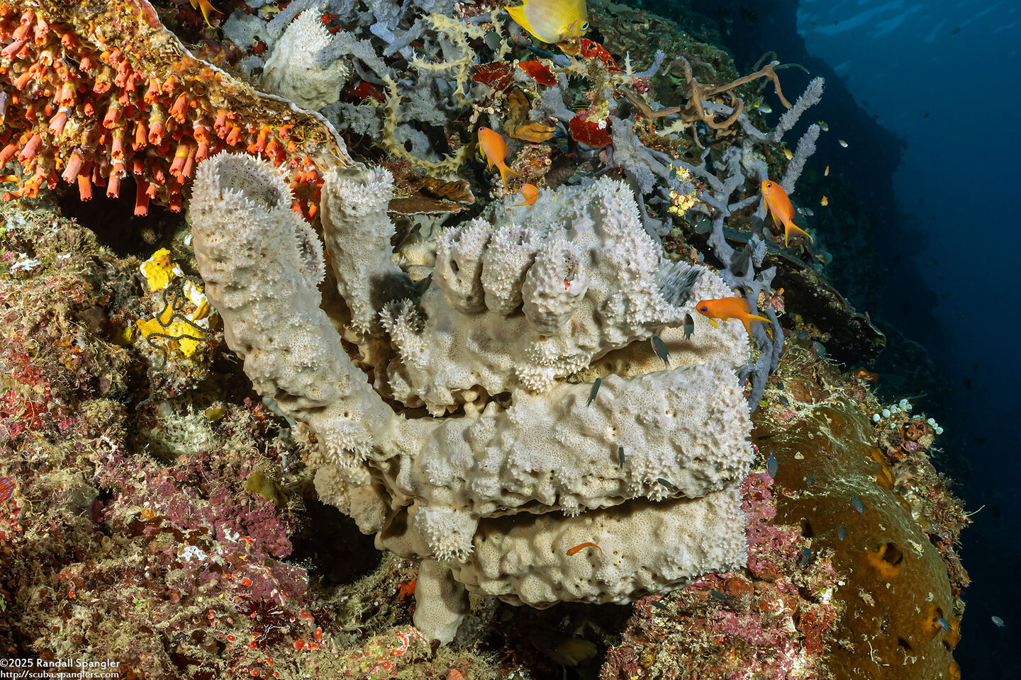 Callyspongia sp.3 (Callyspongia sp.3)