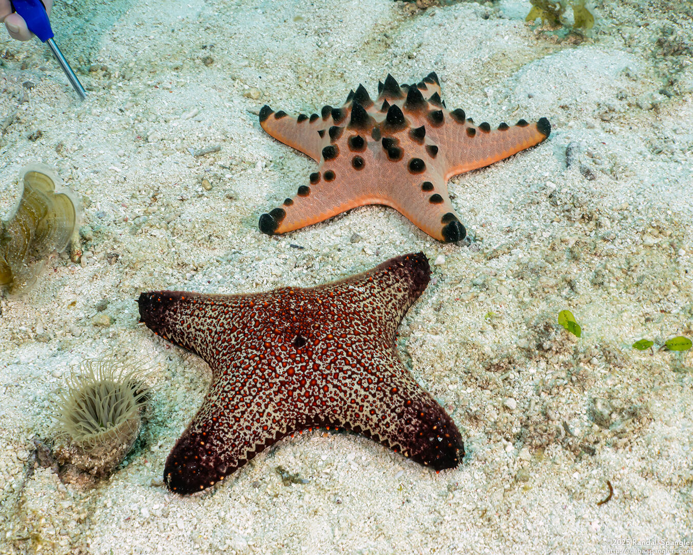 Pentaster obtusatus (Blunt Arm Sea Star)