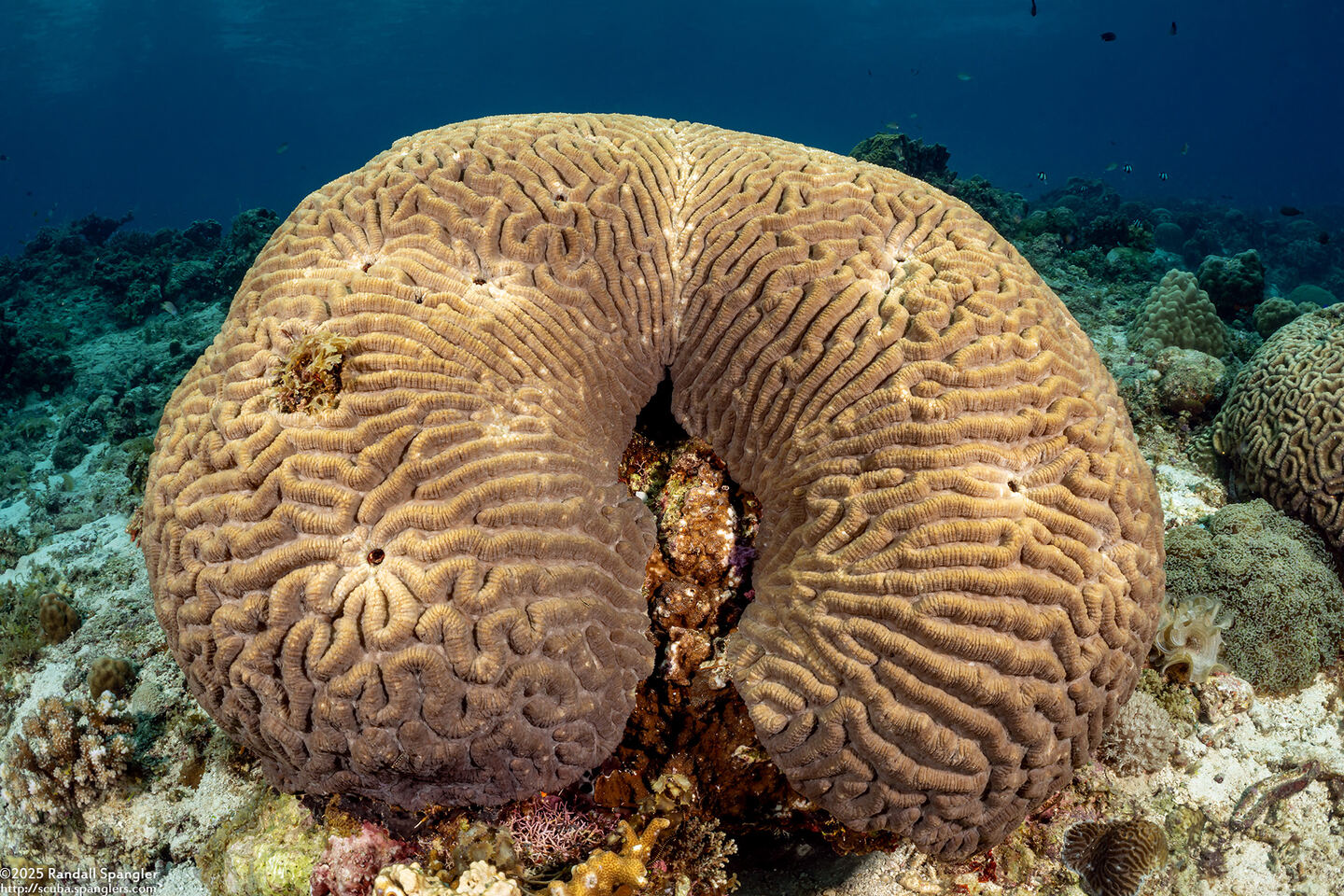 Leptoria irregularis (Irregular Brain Coral)