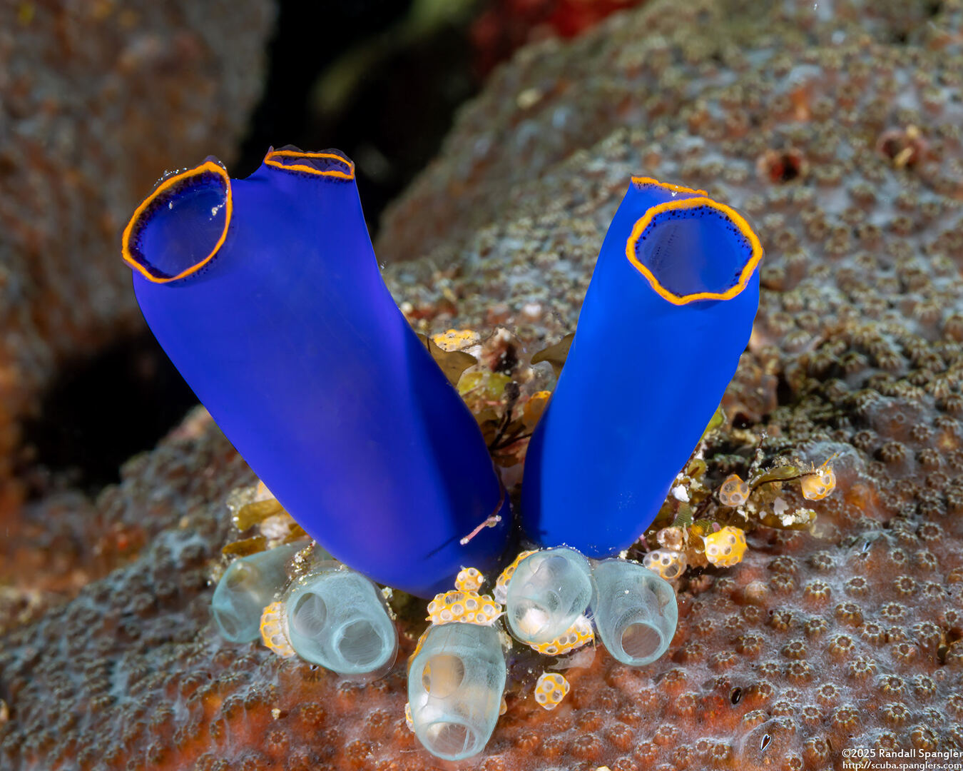 Clavelina coerulea (Clavelina Coerulea)