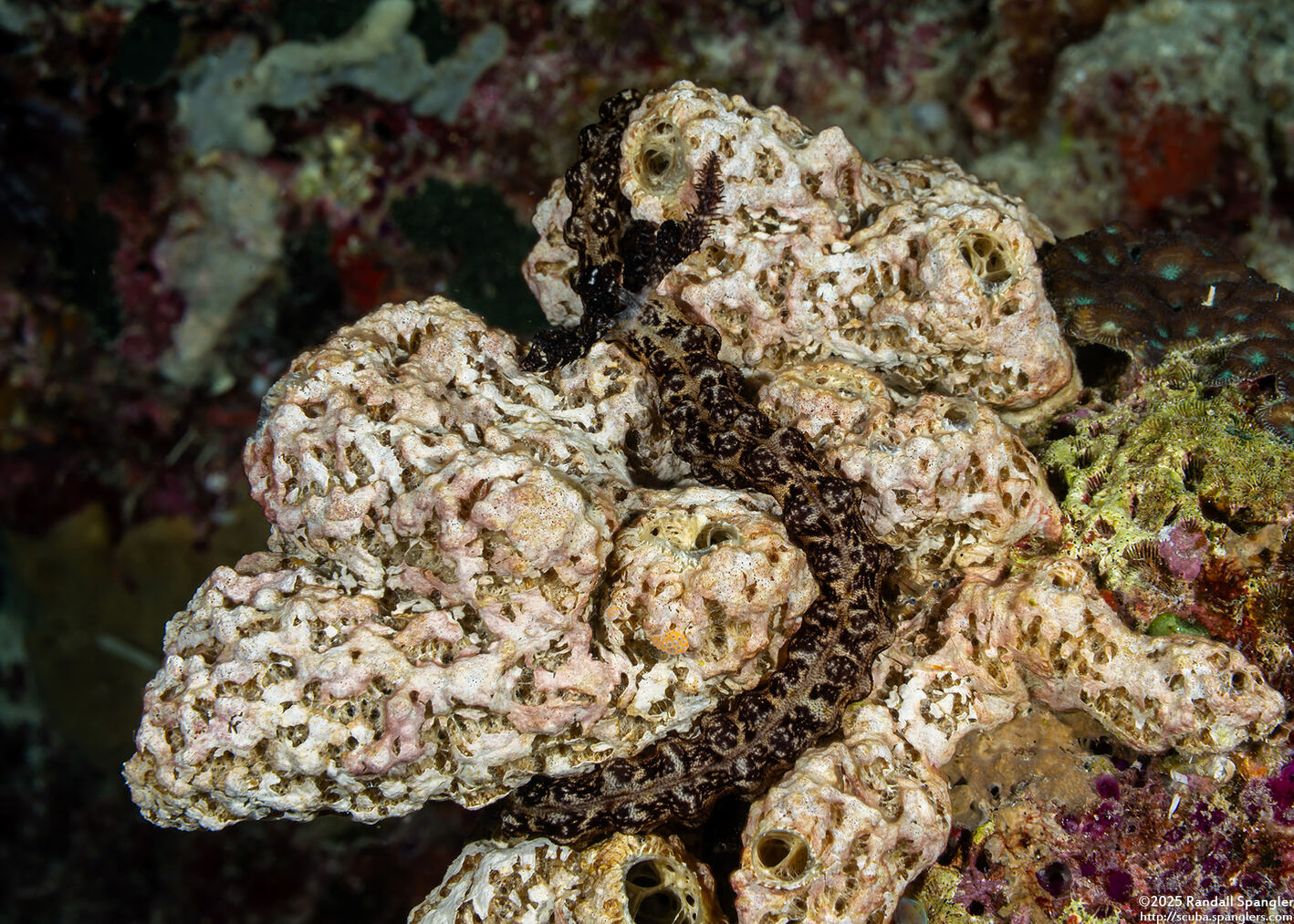 Liosina granularis (Lumpy Tube Sponge)