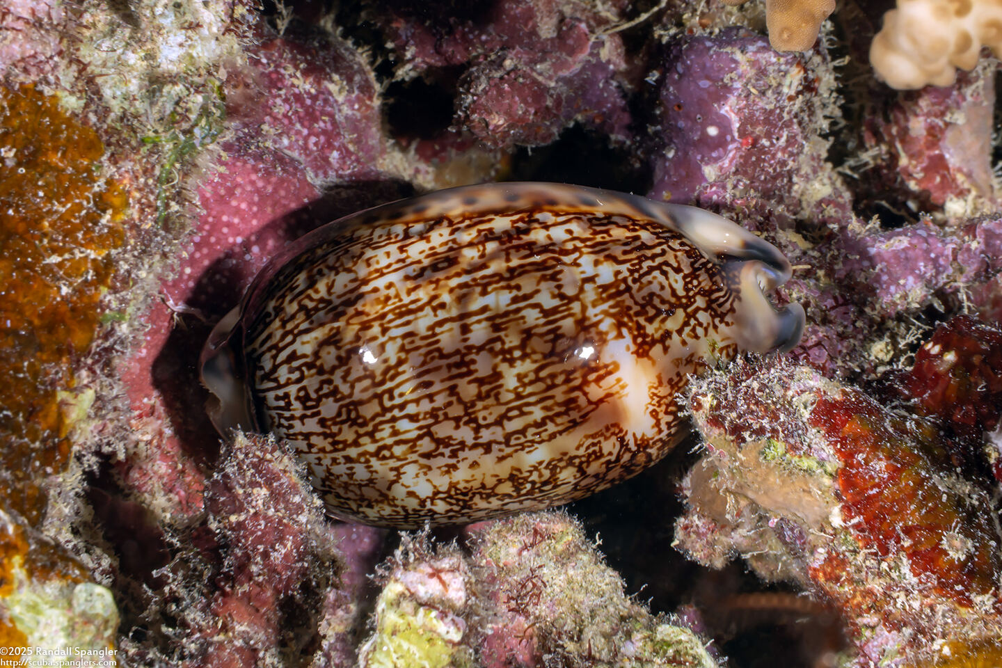 Mauritia arabica (Arabian Cowry)