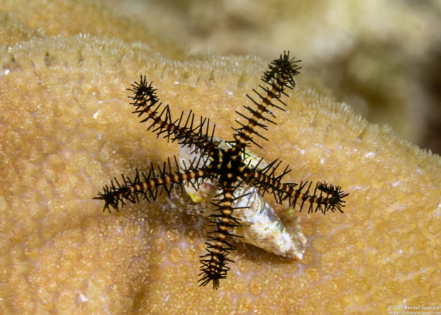 Ophiomastix janualis (Gatekeeper Brittle Star)