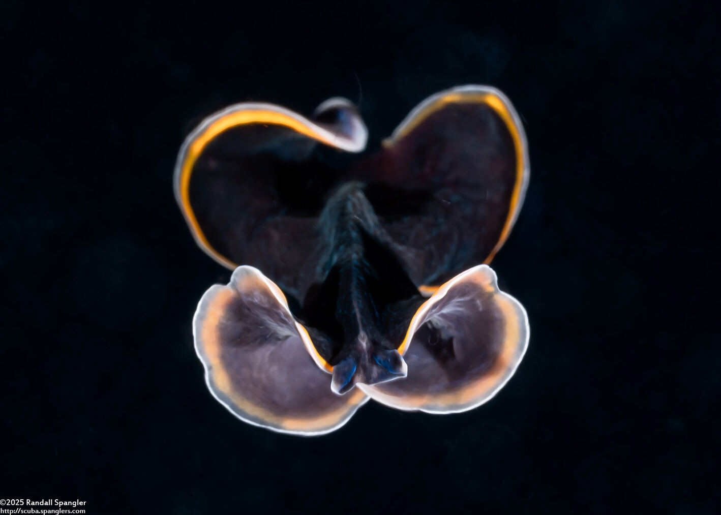 Pseudobiceros hancockanus (Hancock's Flatworm)