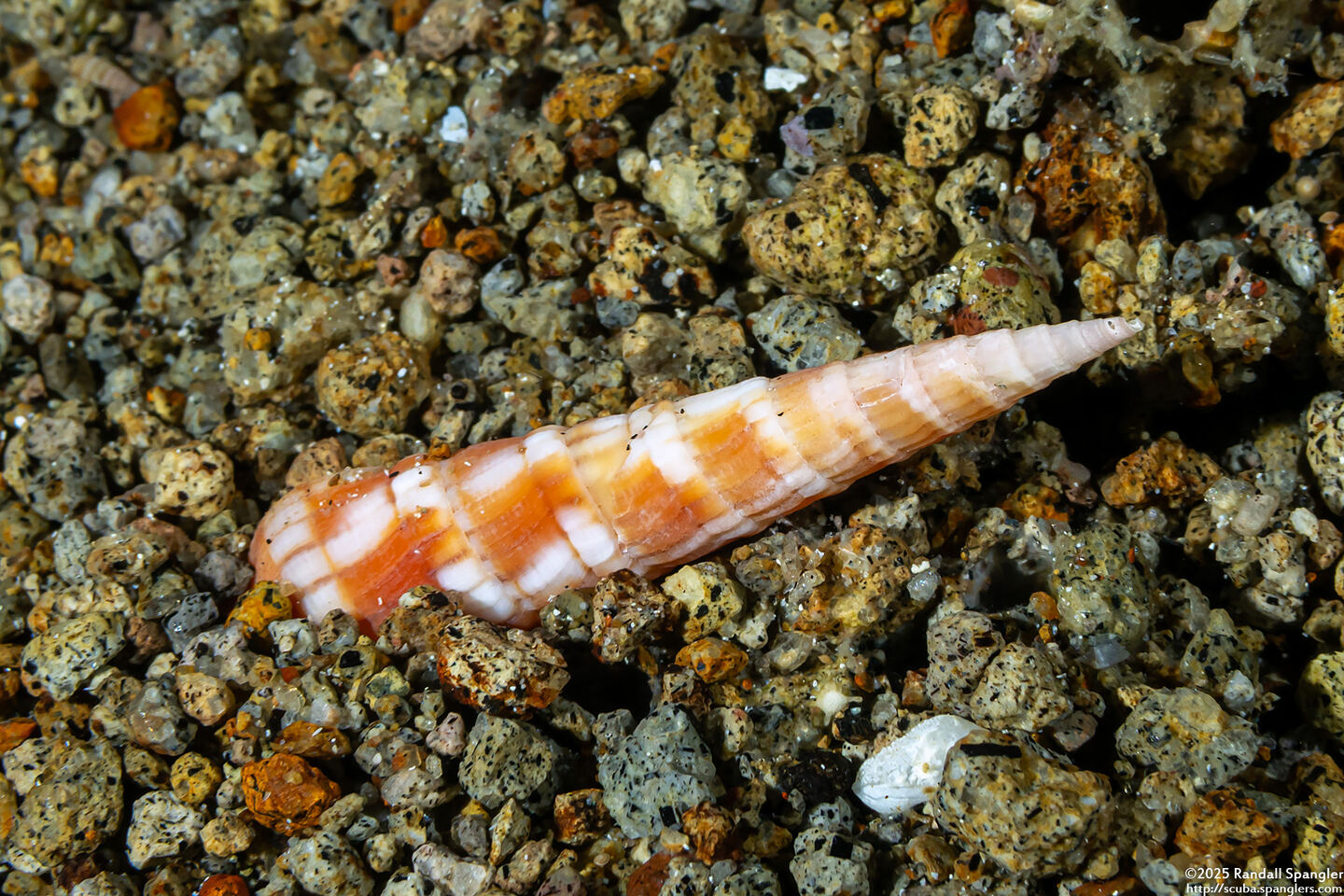 Myurellopsis columellaris (Column Auger)