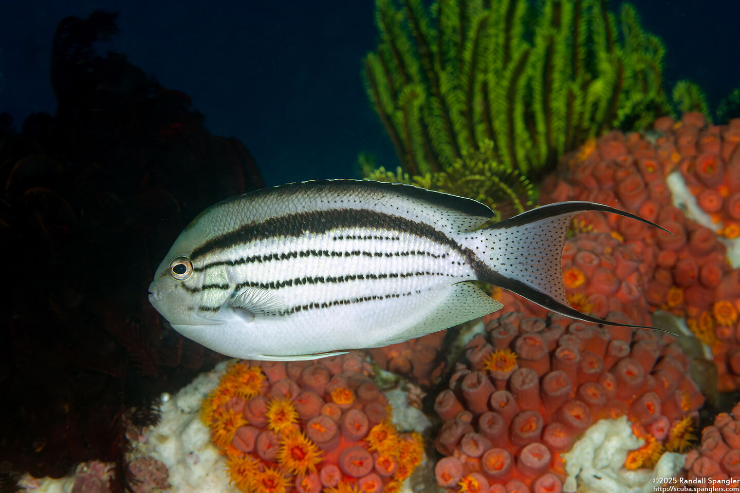 Genicanthus lamarck (Blackstriped Angelfish)