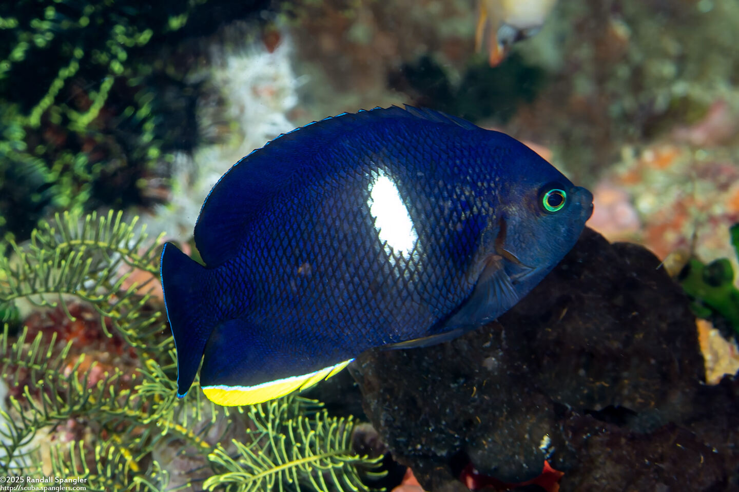 Centropyge tibicen (Keyhole Angelfish)