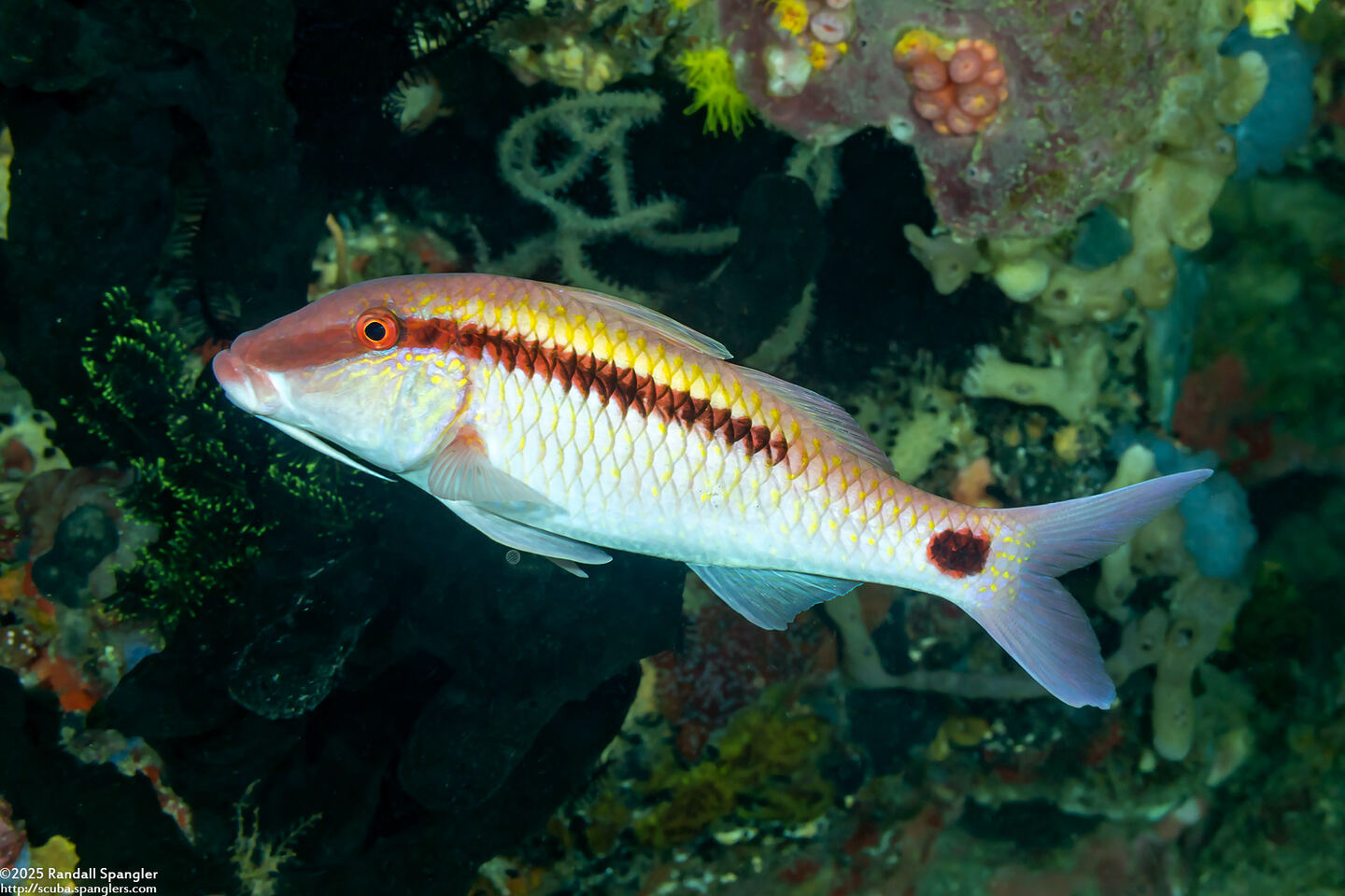 Parupeneus barberinus (Dash-Dot Goatfish)