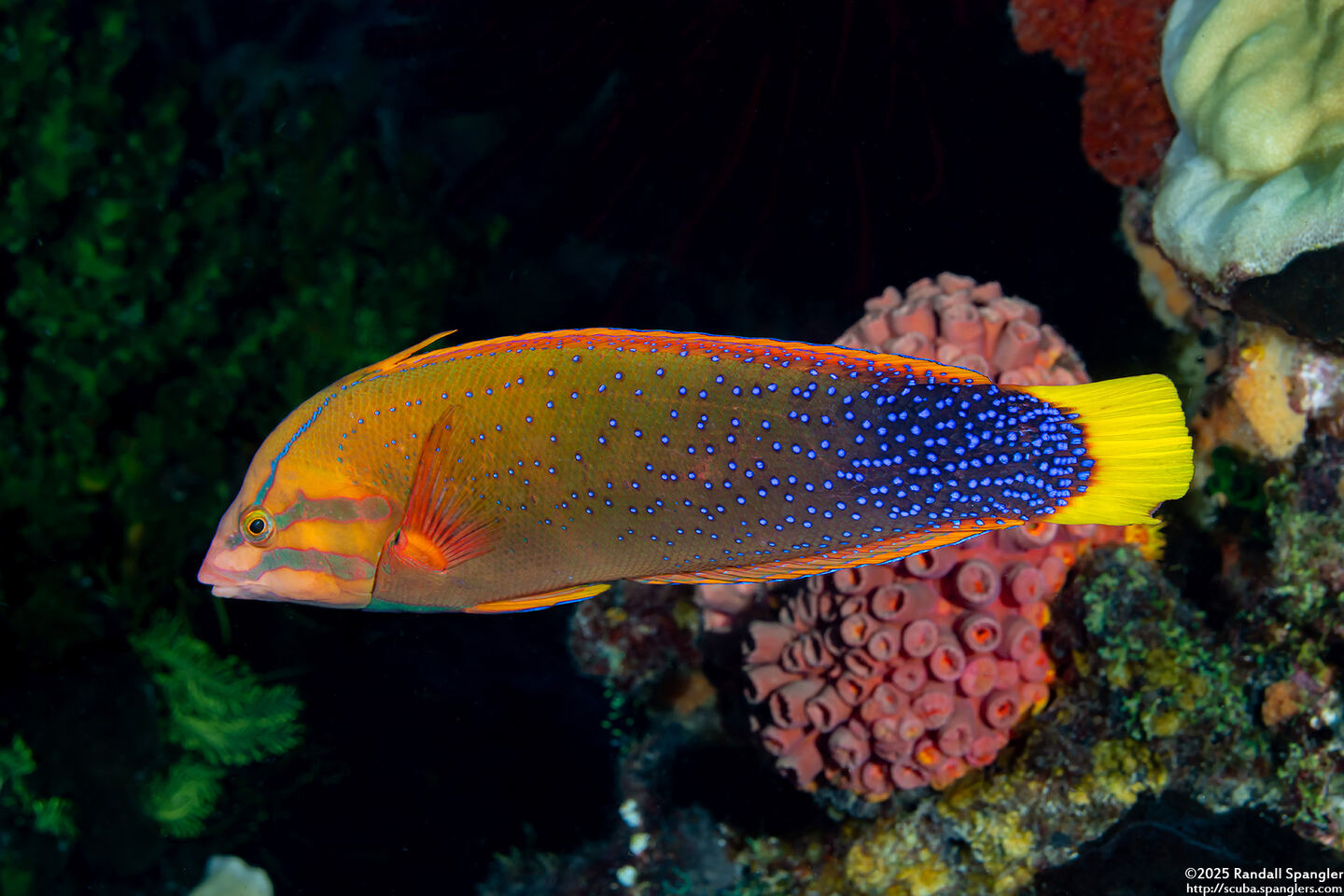 Coris gaimard (Yellowtail Coris)