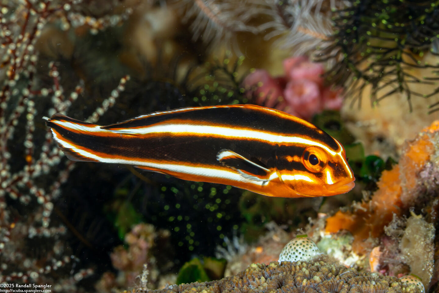 Plectorhinchus polytaenia (Ribbon Sweetlips)