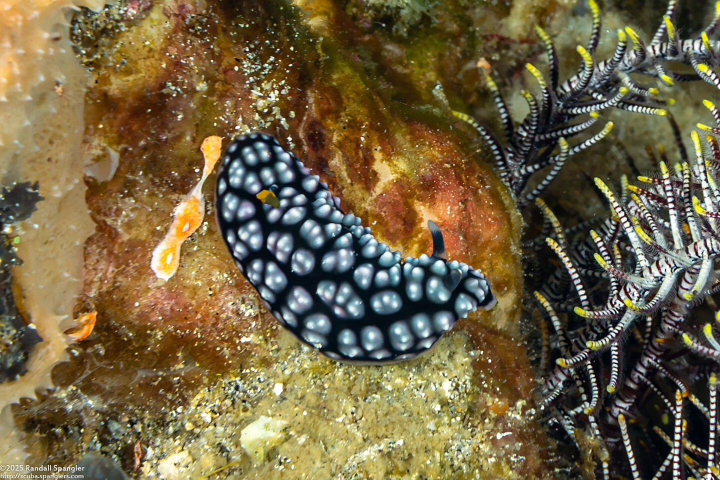 Phyllidiella pustulosa (Pustulose Phyllidia)