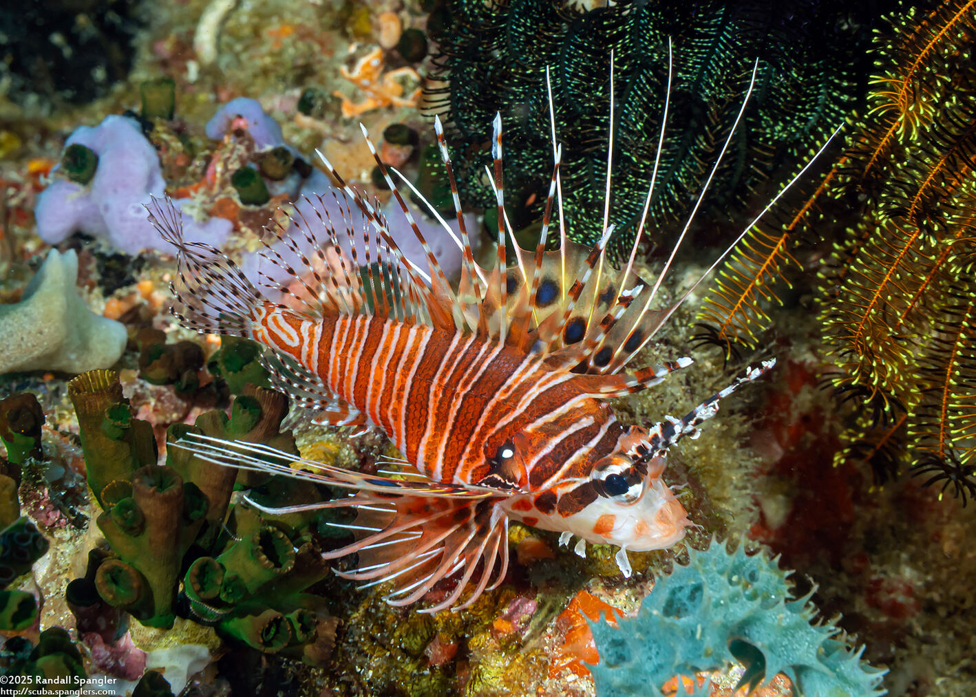 Pterois antennata (Spotfin Lionfish)