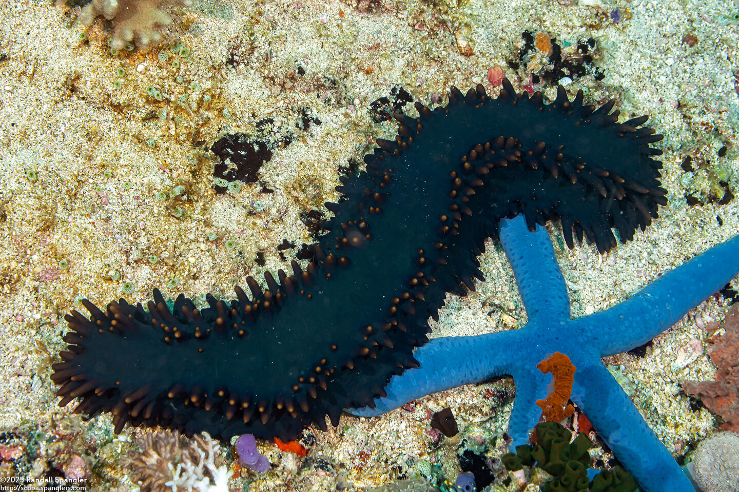 Stichopus chloronotus (Greenfish Sea Cucumber)