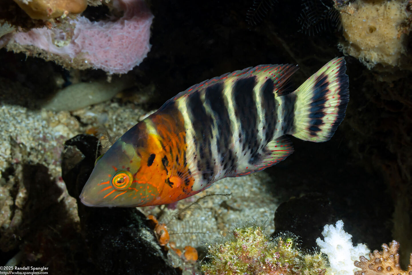 Cheilinus fasciatus (Redbreasted Wrasse)