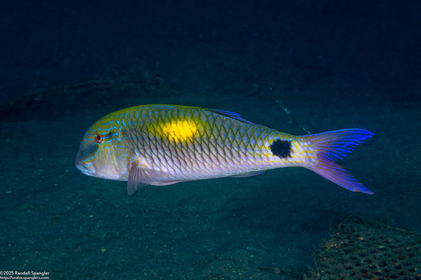 Parupeneus cyclostomus (Goldsaddle Goatfish)