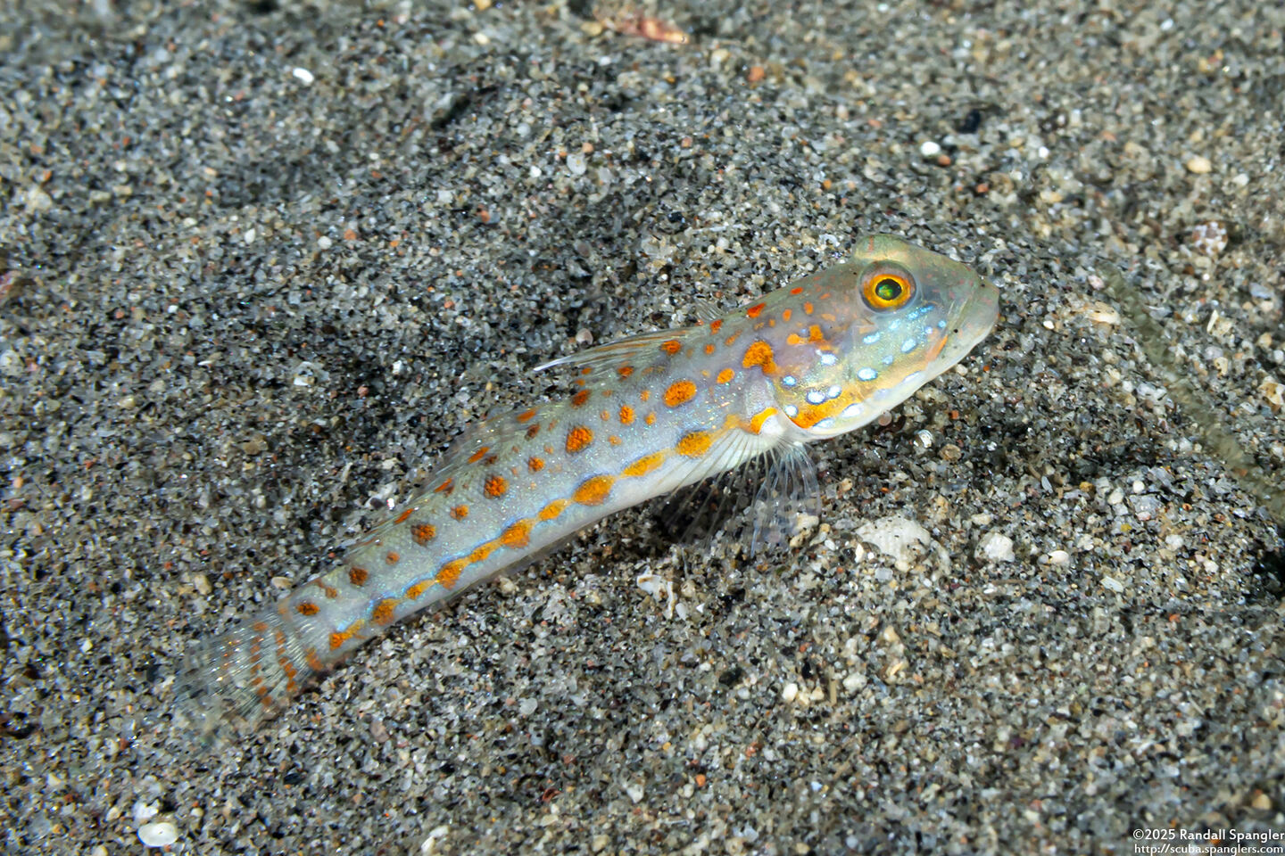 Valenciennea puellaris (Orange-Dashed Goby)