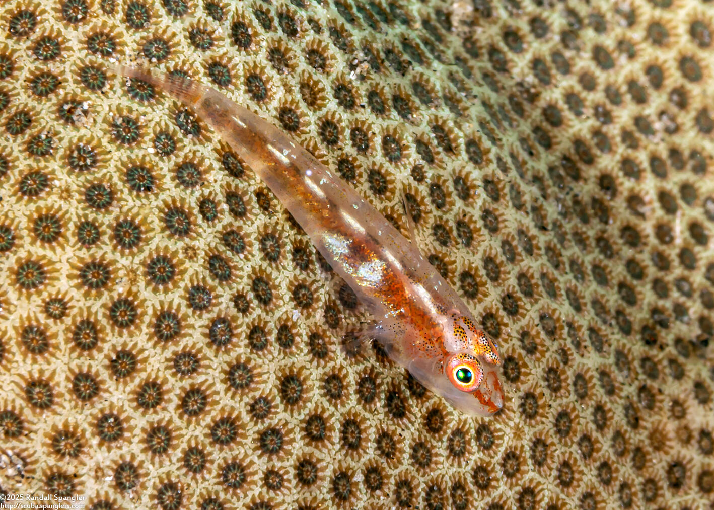 Pleurosicya mossambica (Common Ghostgoby)