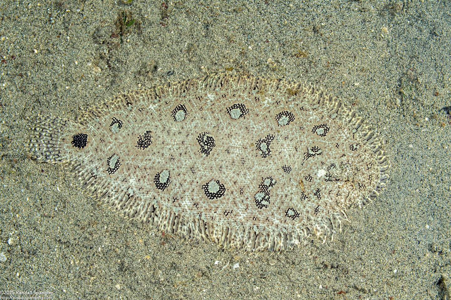 Heteromycteris hartzfeldii (Hook-Nosed Sole)