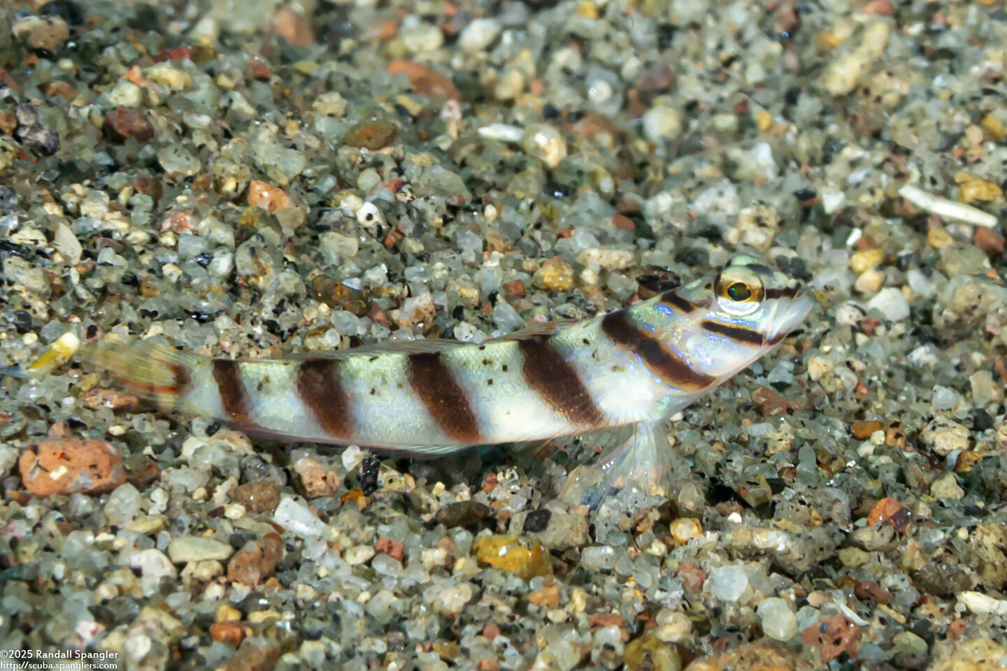 Amblyeleotris diagonalis (Slantbar Shrimpgoby)