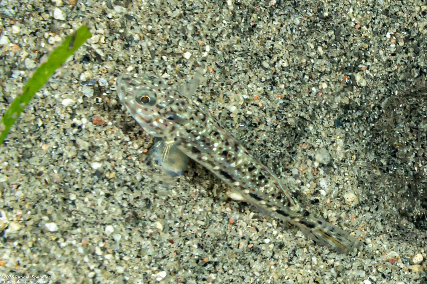 Oplopomus caninoides (Robust Goby)
