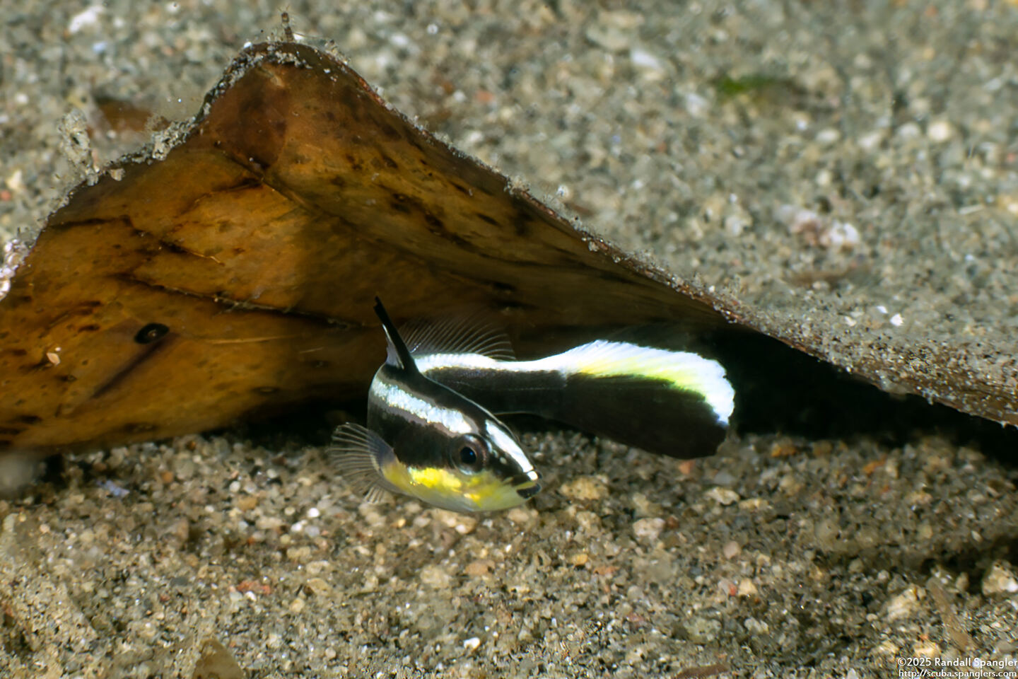 Diagramma pictum (Silver Sweetlips)